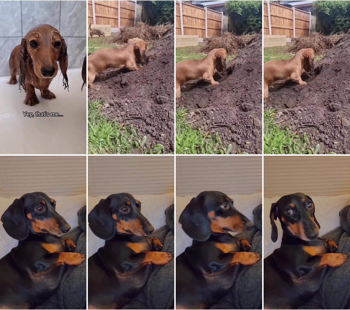 Cute dachshund dog, sweet dachshund dog, dachshund loves, awesome dachshund, funny dachshund,; dachshund videos