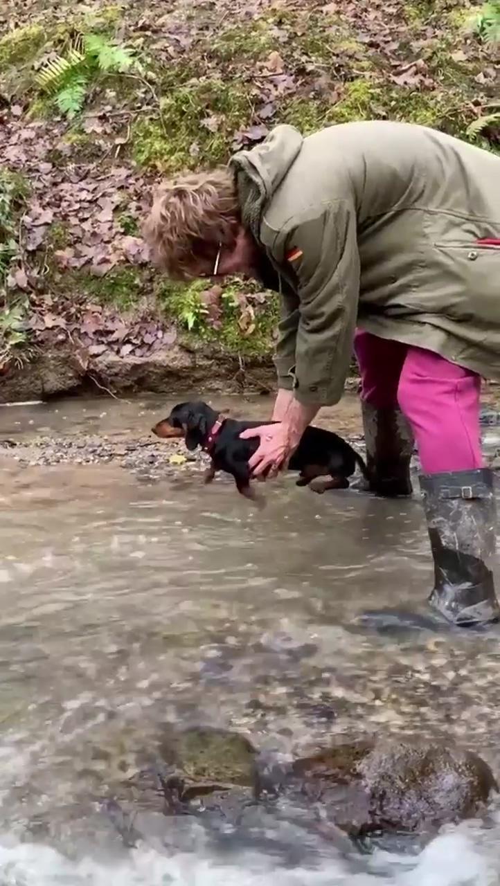 Cute dachshund swimming | dachshund funny