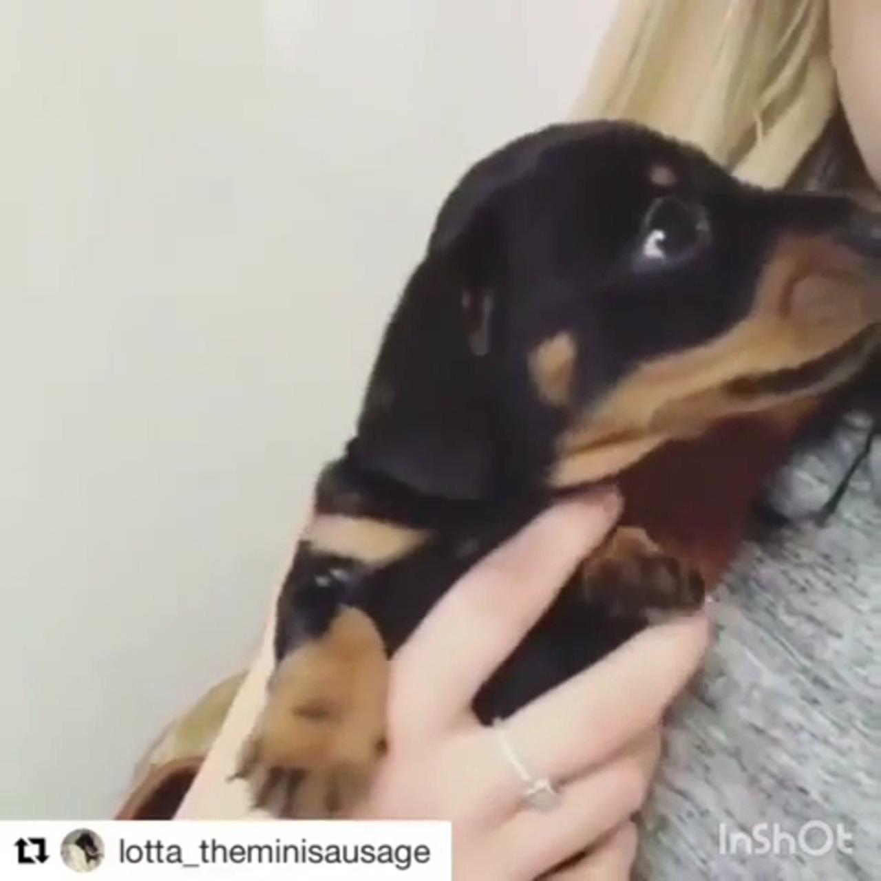 Cute dachshunds | dachshund memes