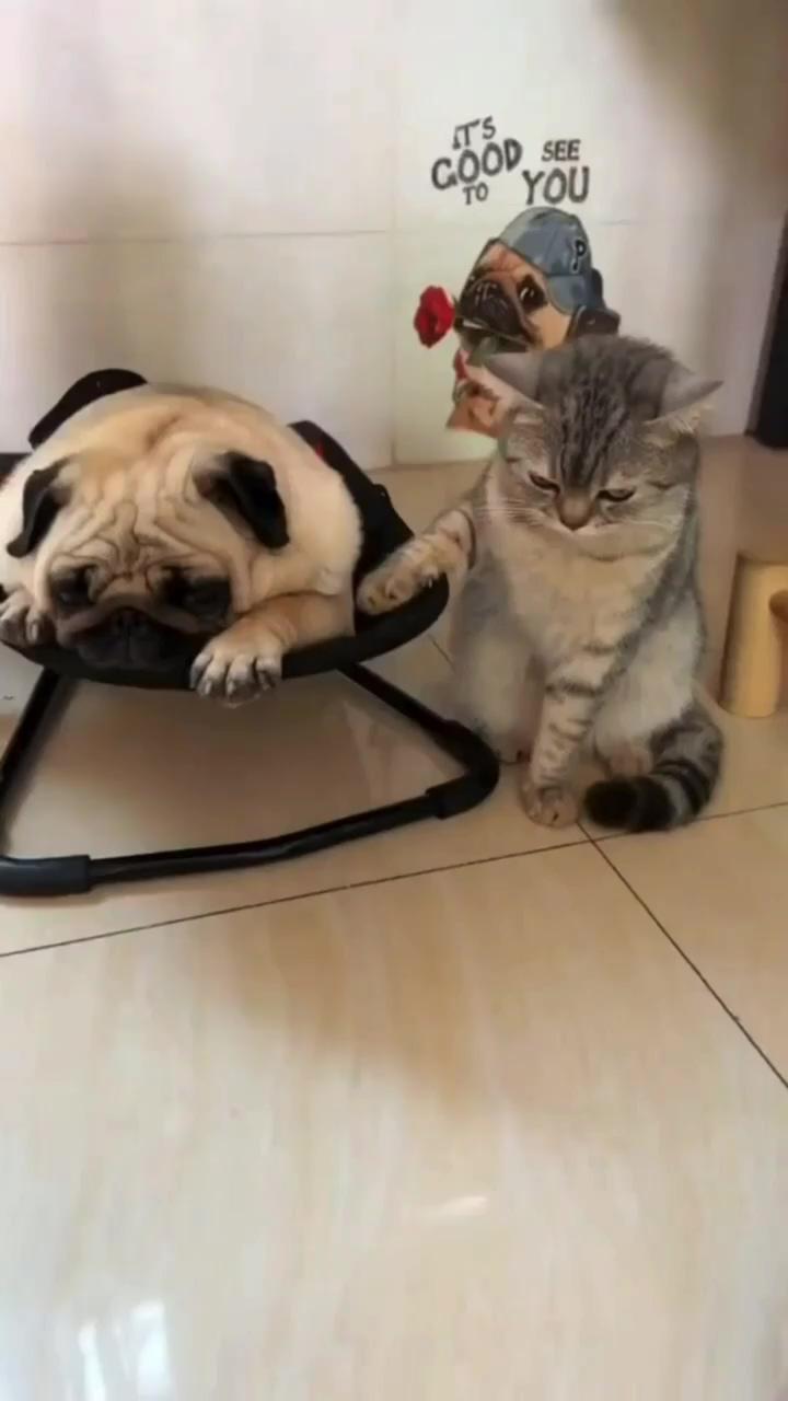 Cute dog and cat | very serious referee cat