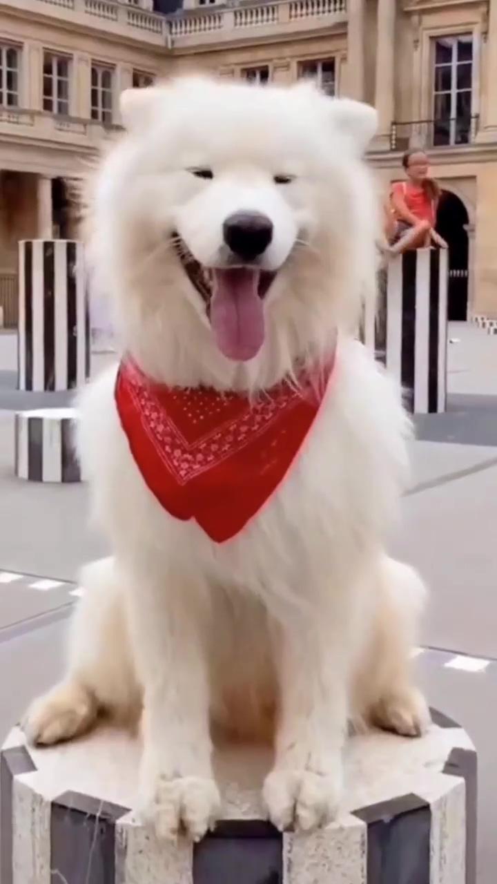 Cute dog | cute dog