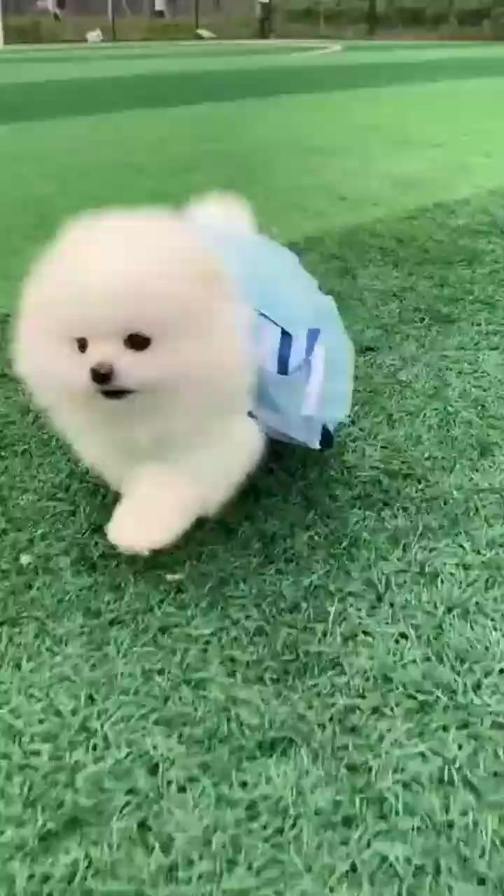 Cute dog videos baby | puppy on mood