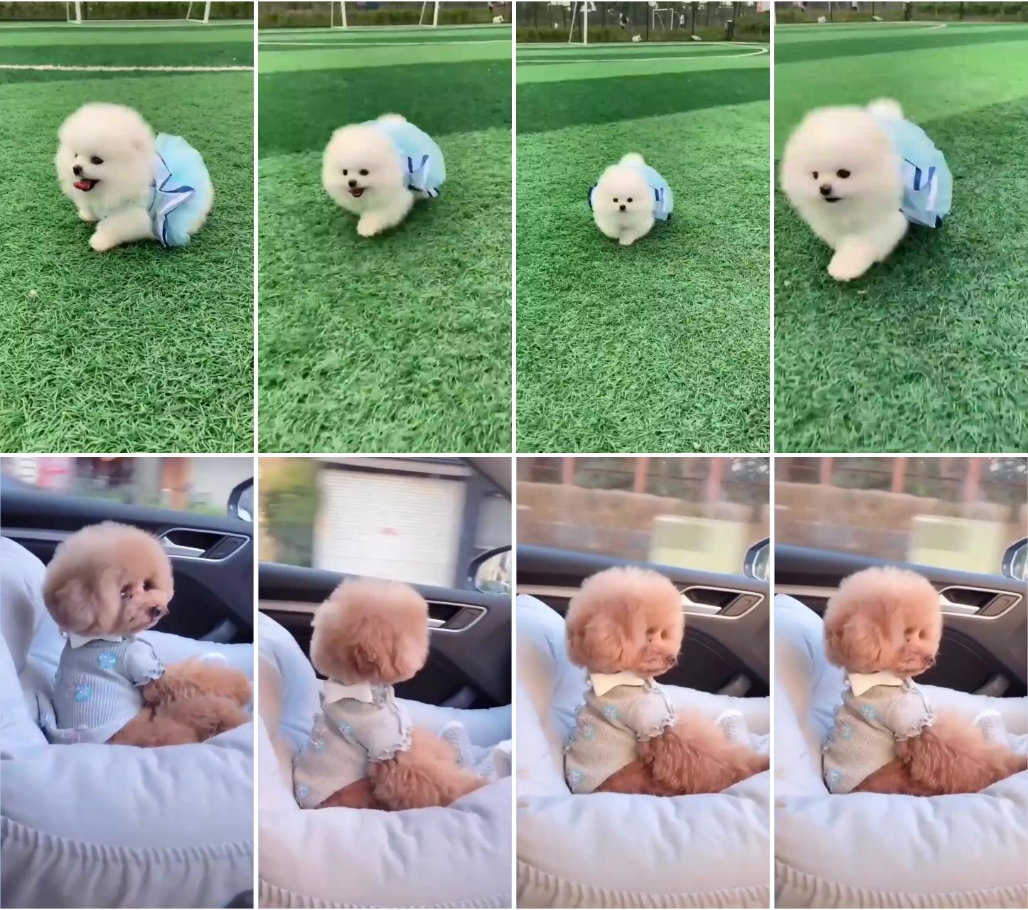 Cute dog videos baby; puppy on mood
