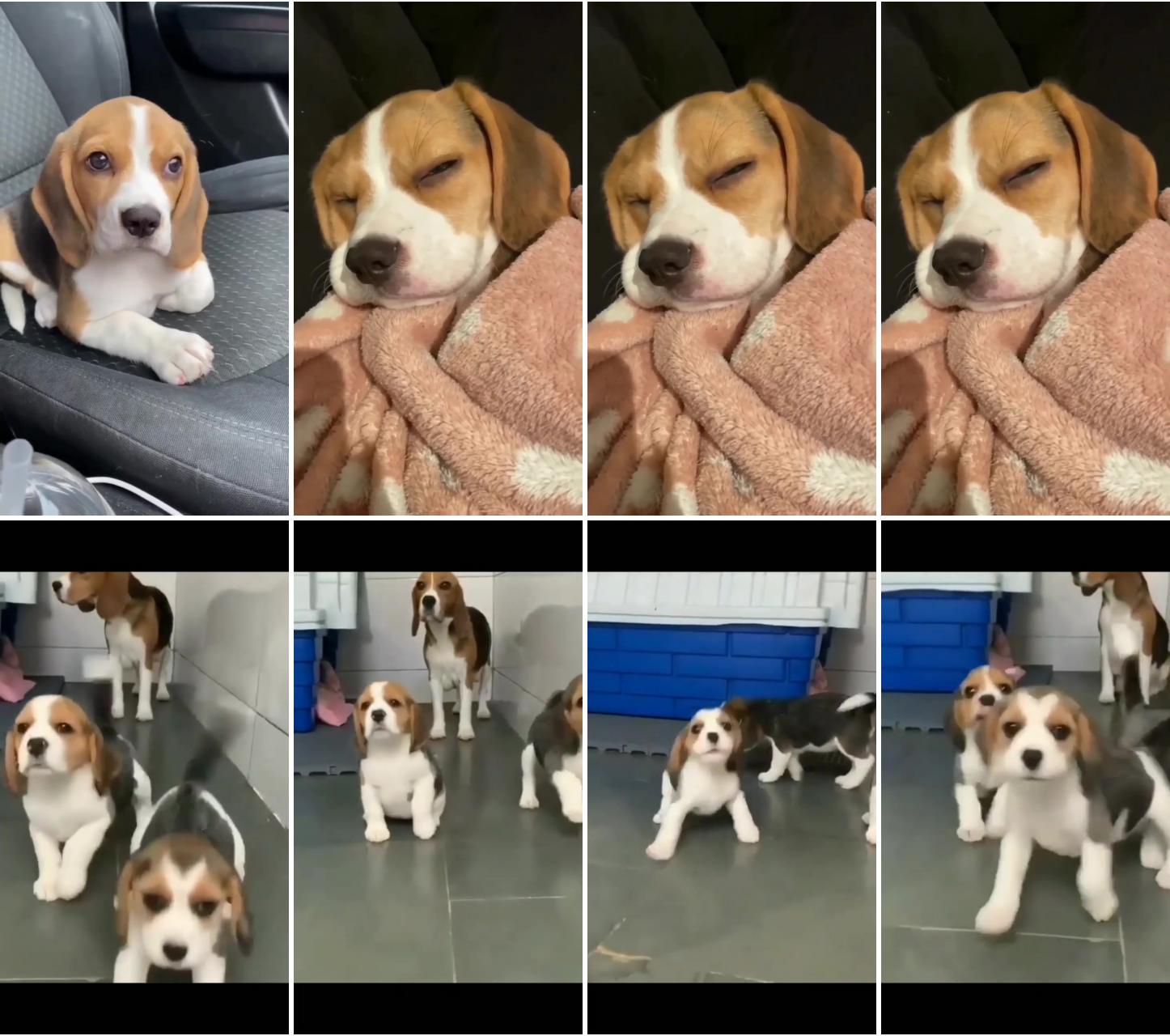 Cute dogs that will instantly put you in a good mood; cute video beagle puppies