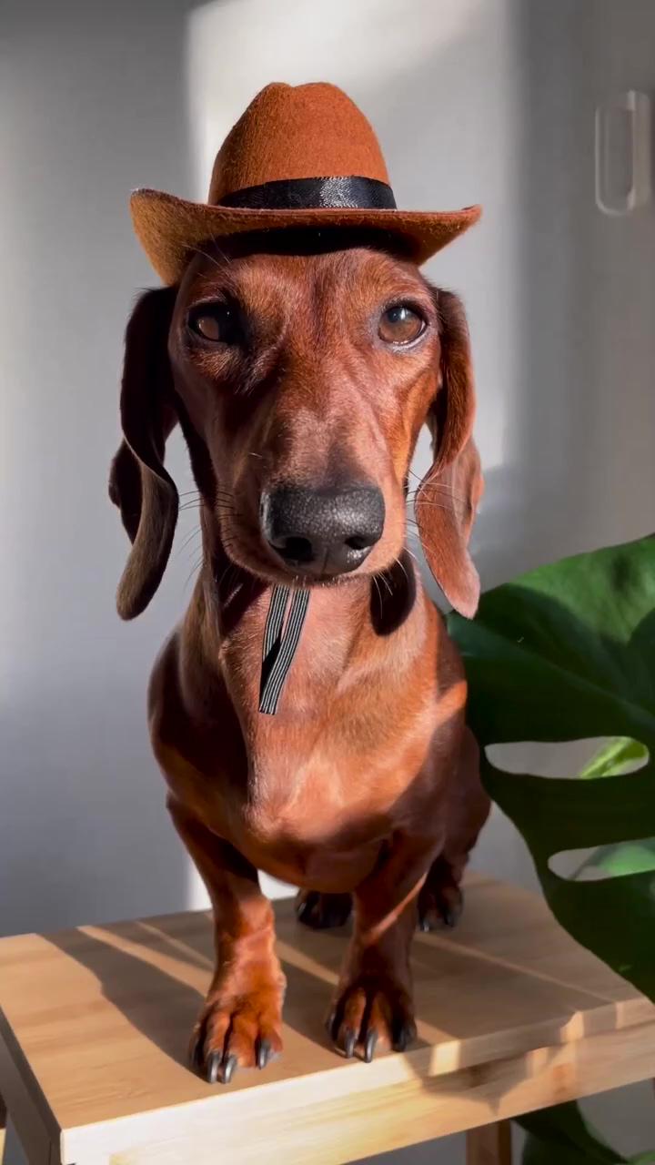 Cute funny dogs; sausage dog