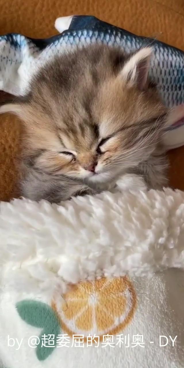 Cute kitten | baby and kitten