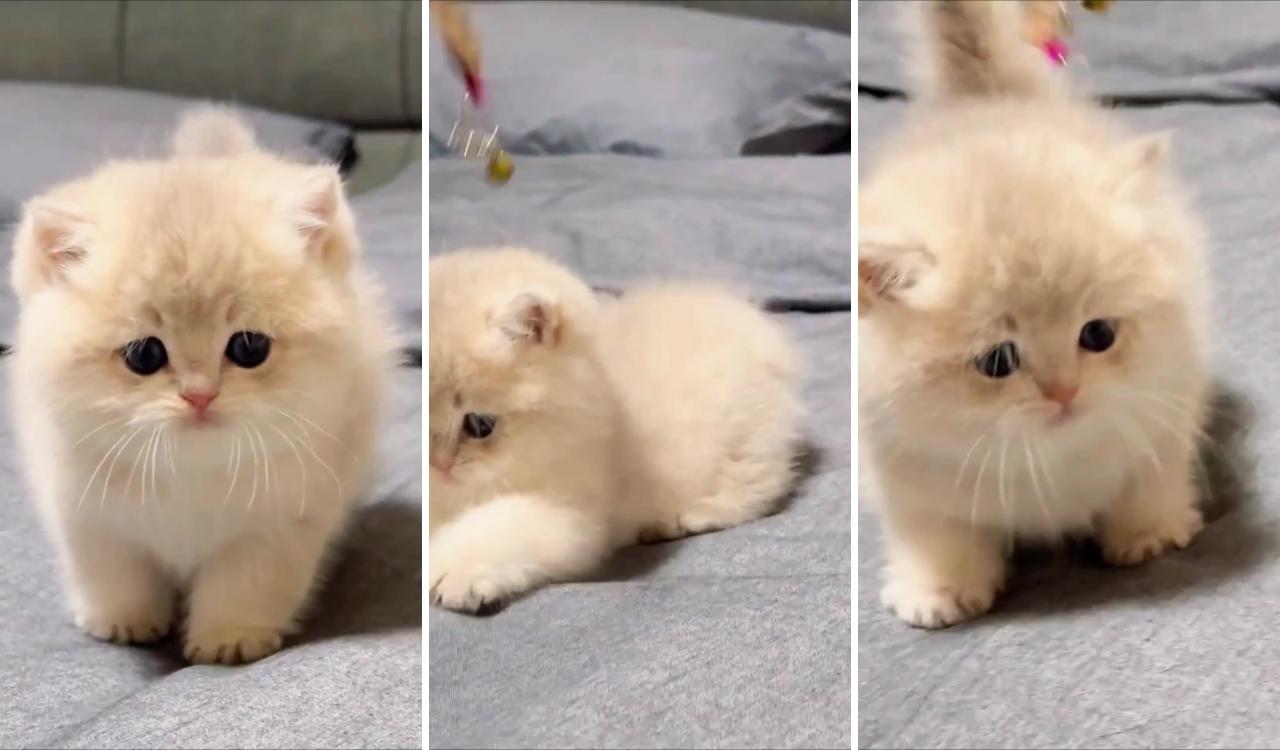 Cute kitten; cute puppies and kittens