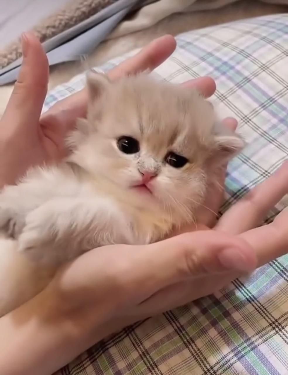 Cute kitten video; cute little kittens