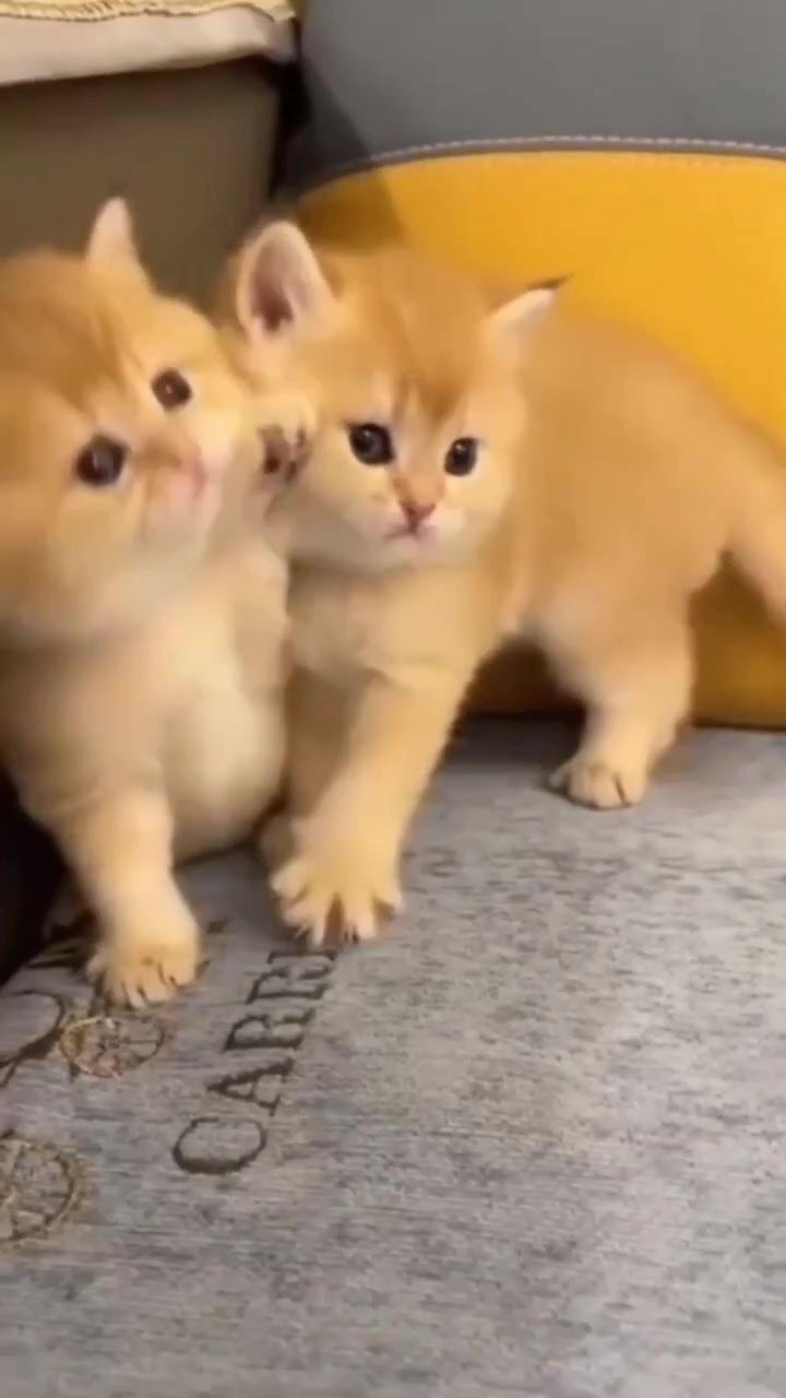 Cute kittens | cute little kittens