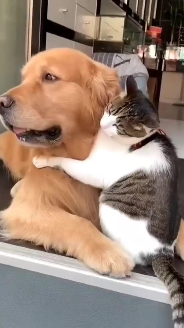 Cute kitty and doggo  | dog videos funny