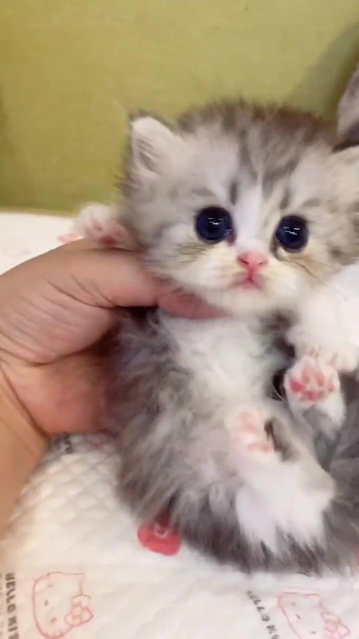 Cute kitty | cute little cat