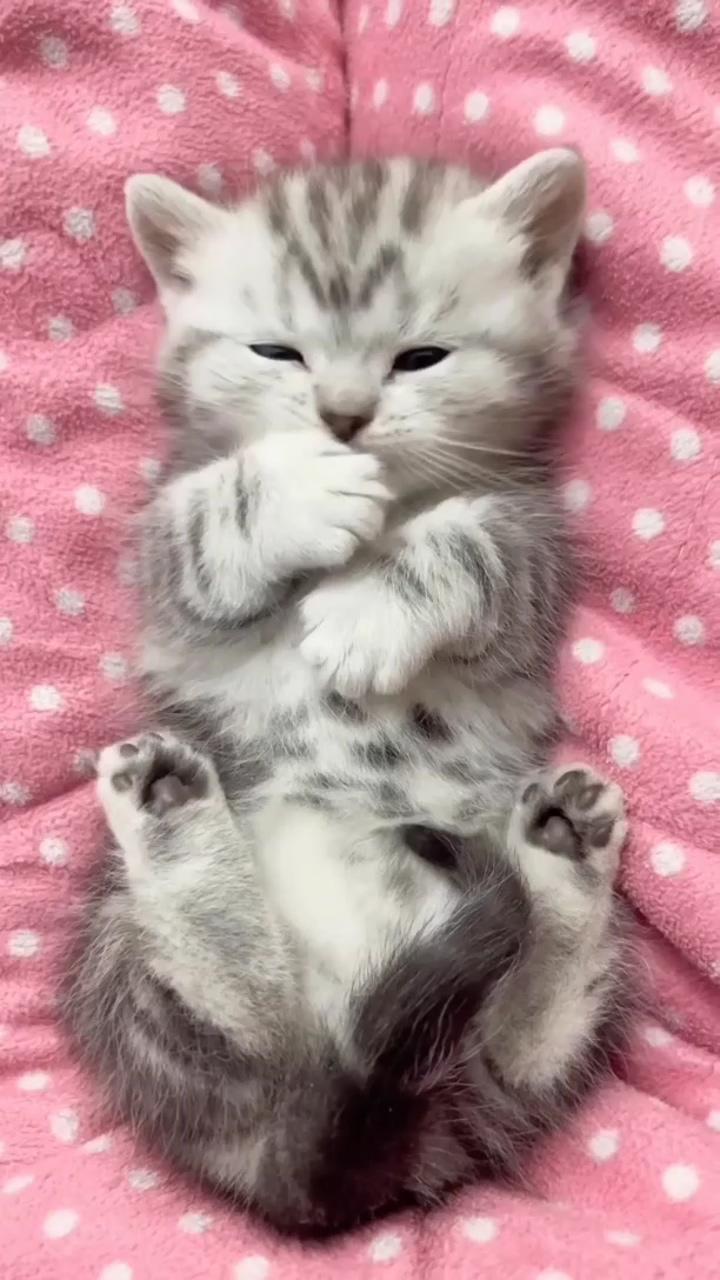 Cute little kittens | cute baby cats