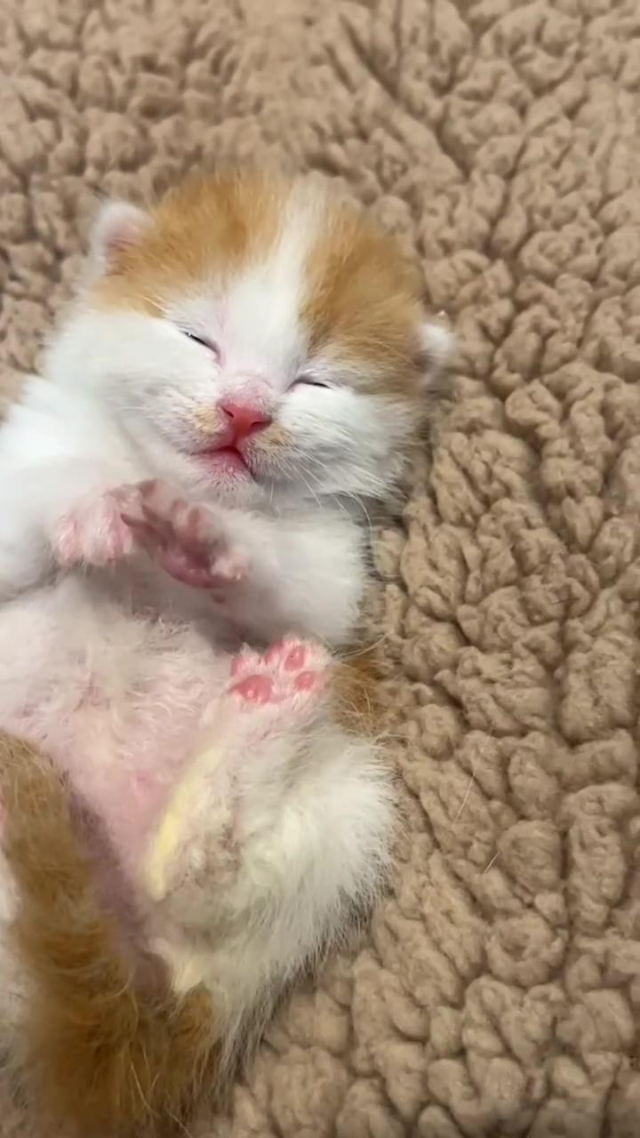 Cute little kittens | cute baby cats
