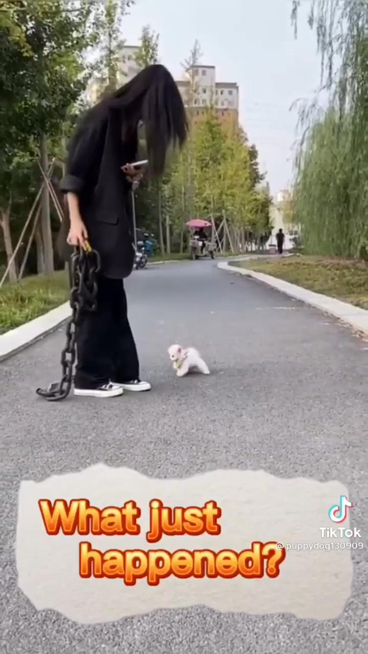 Cute pomeranian puppy  | funny puppy videos