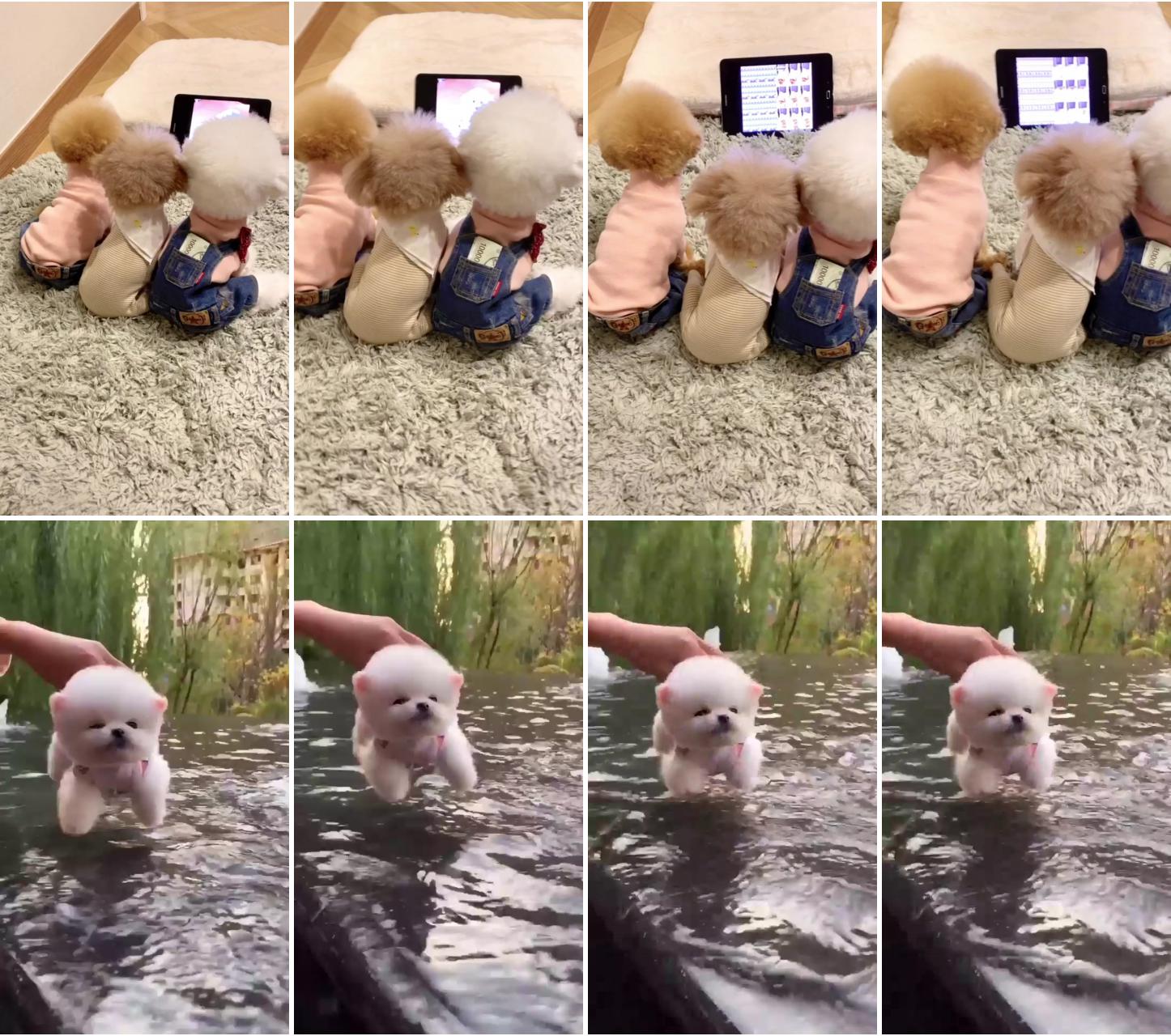 Cute poodle; i am swiming mom mom