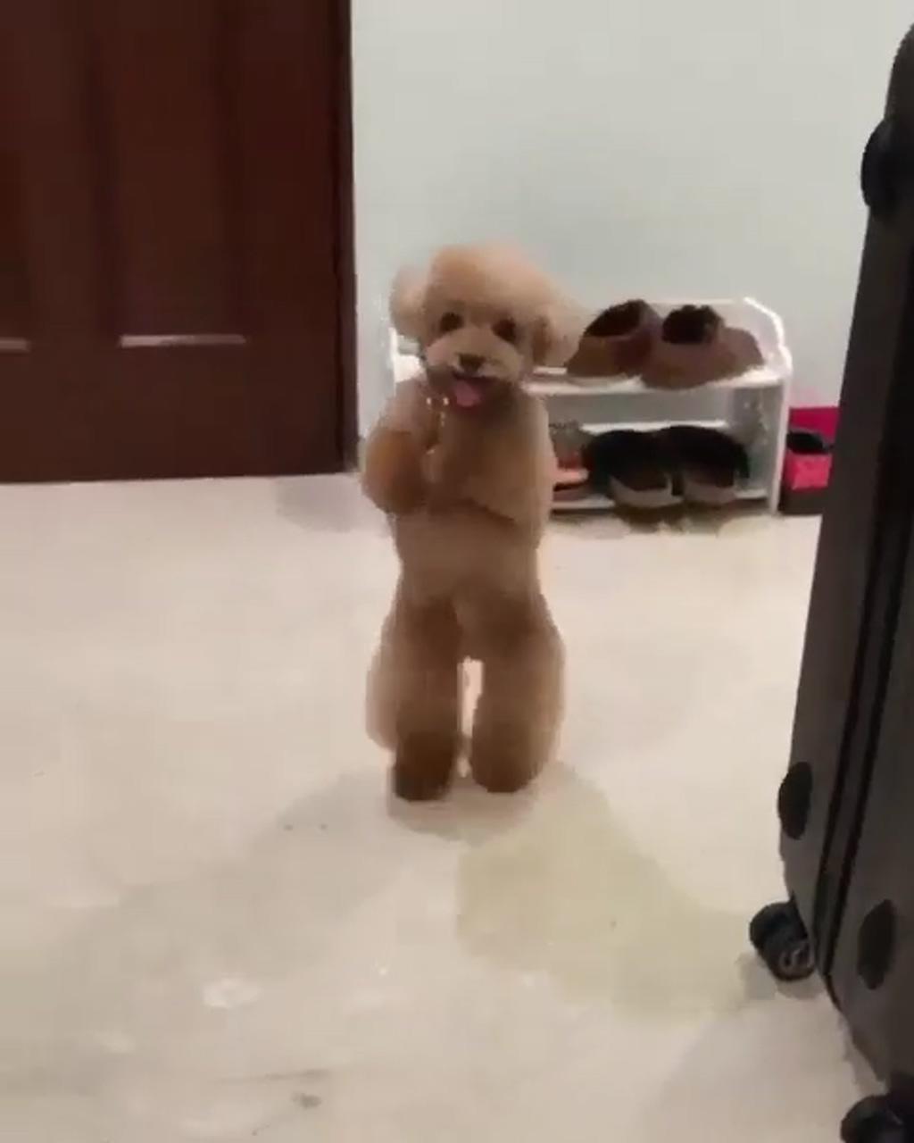 Cute puppy  | nice