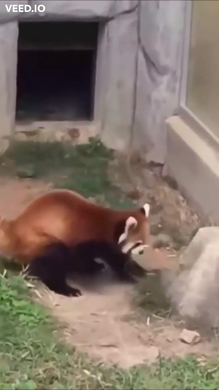 Cute red panda | cute wild animals