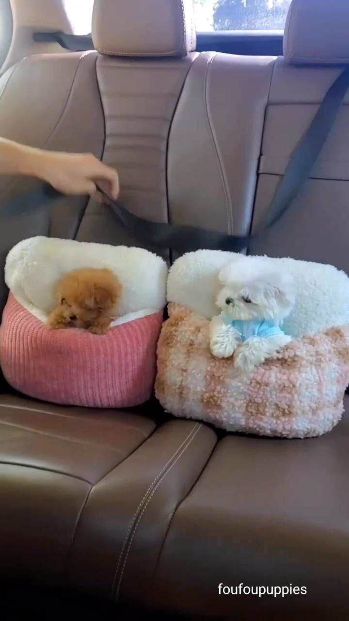 Cute teacup puppies; cute small dogs