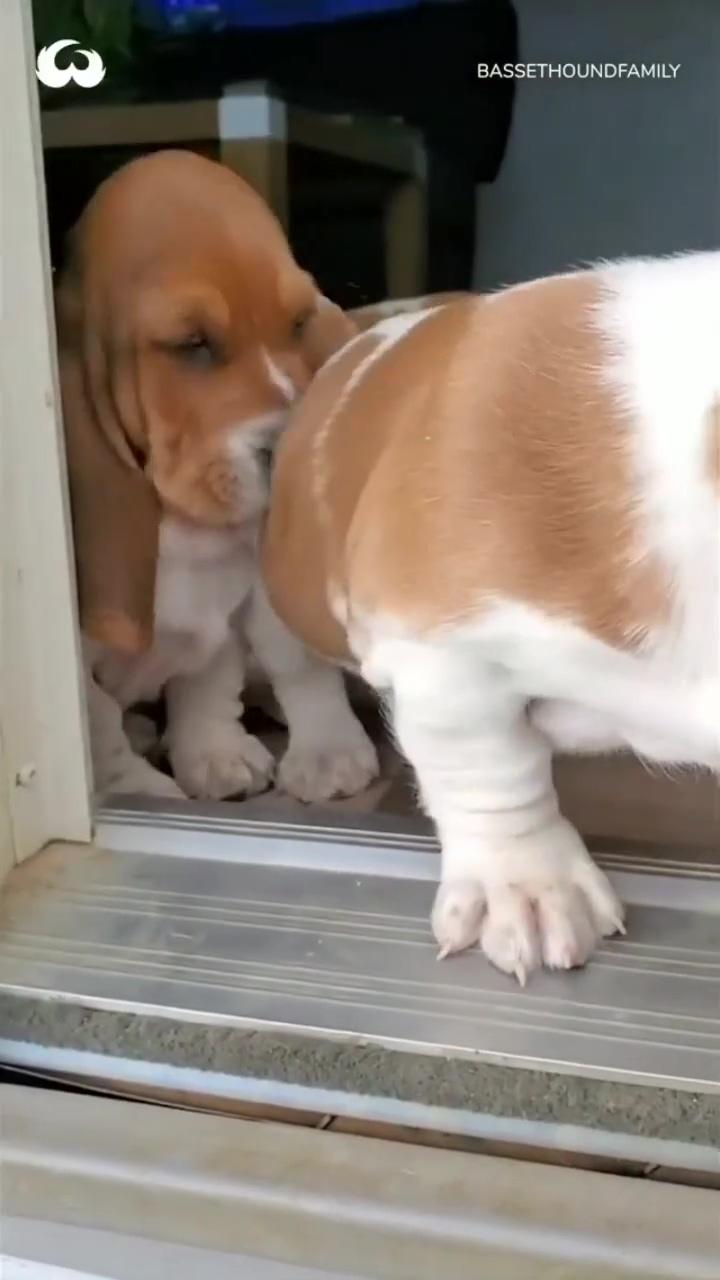 Cute video basset hound puppies | i can only imagine all her corgis waiting for her at the gates of heaven