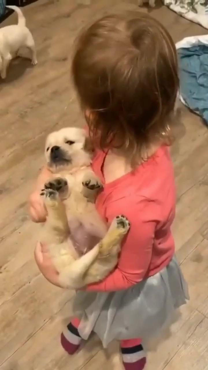 Cute video golden retriever puppy | cute dog expression