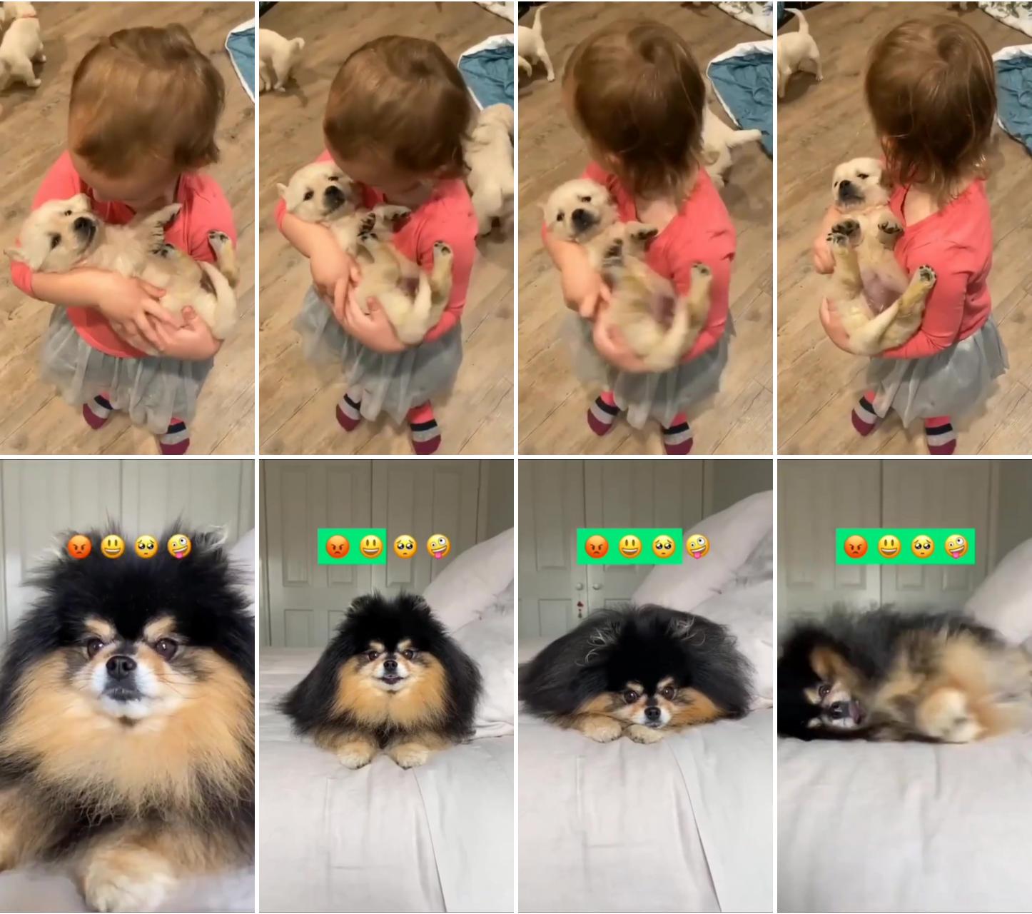Cute video golden retriever puppy; cute dog expression 