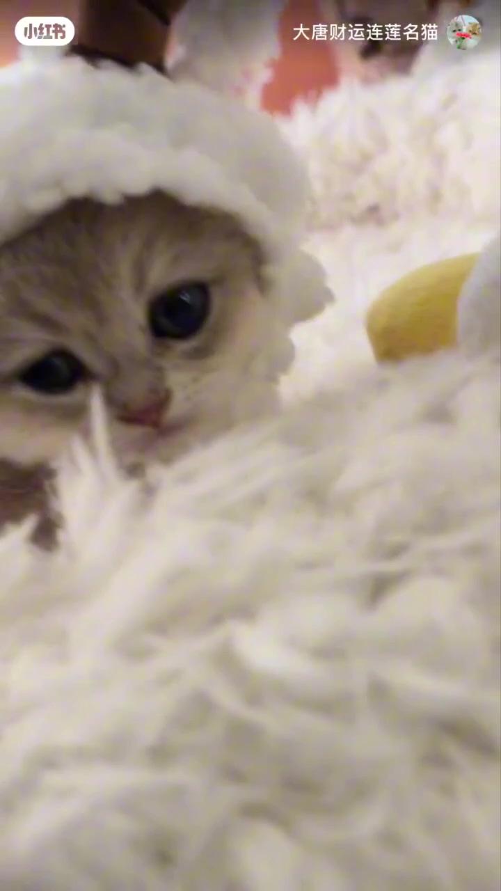Cute white baby cat with big eyes | surprised what