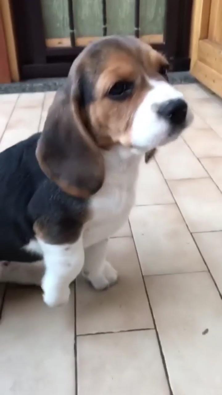 Cutest beagle puppy; beagle dog puppies