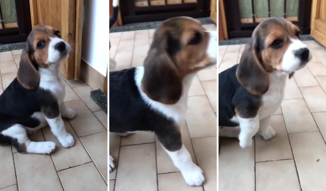 Cutest beagle puppy; beagle dog puppies