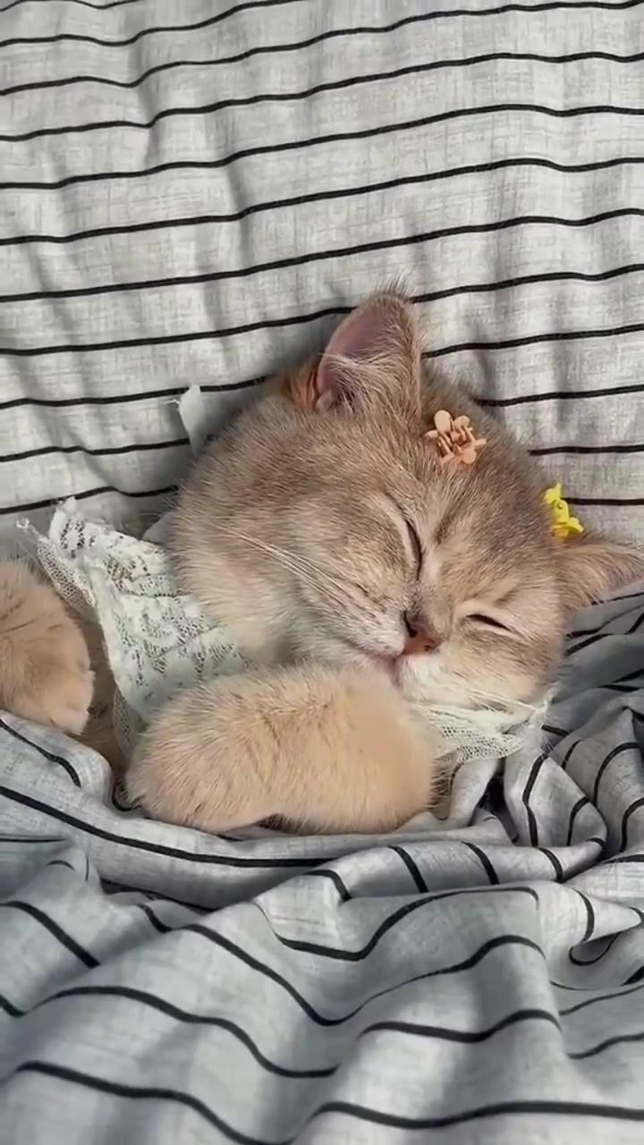 Cutest cat videos ; cute little kittens