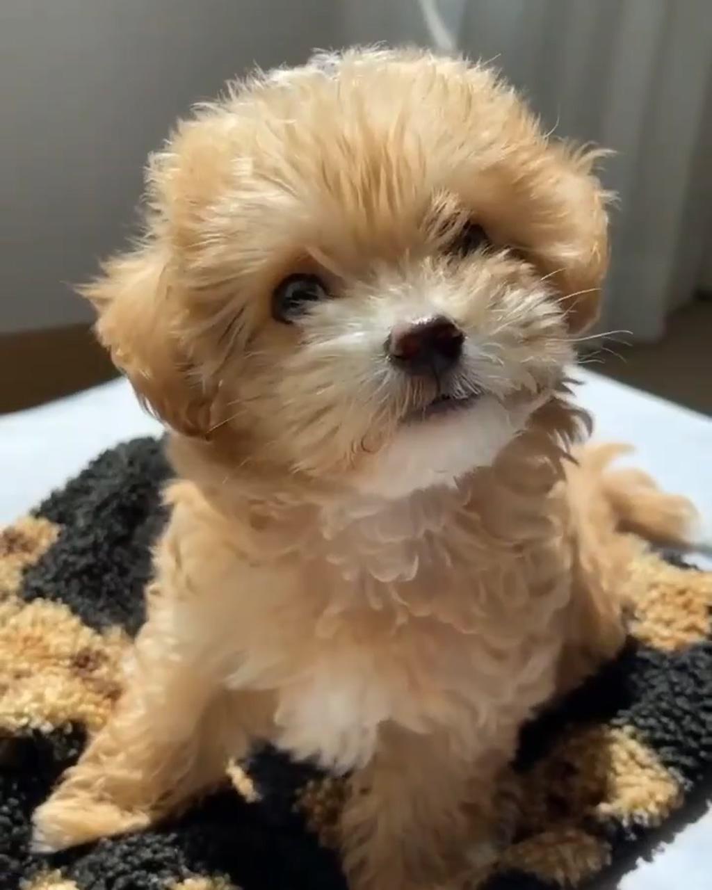 Cutest puppies ever | cute small dogs