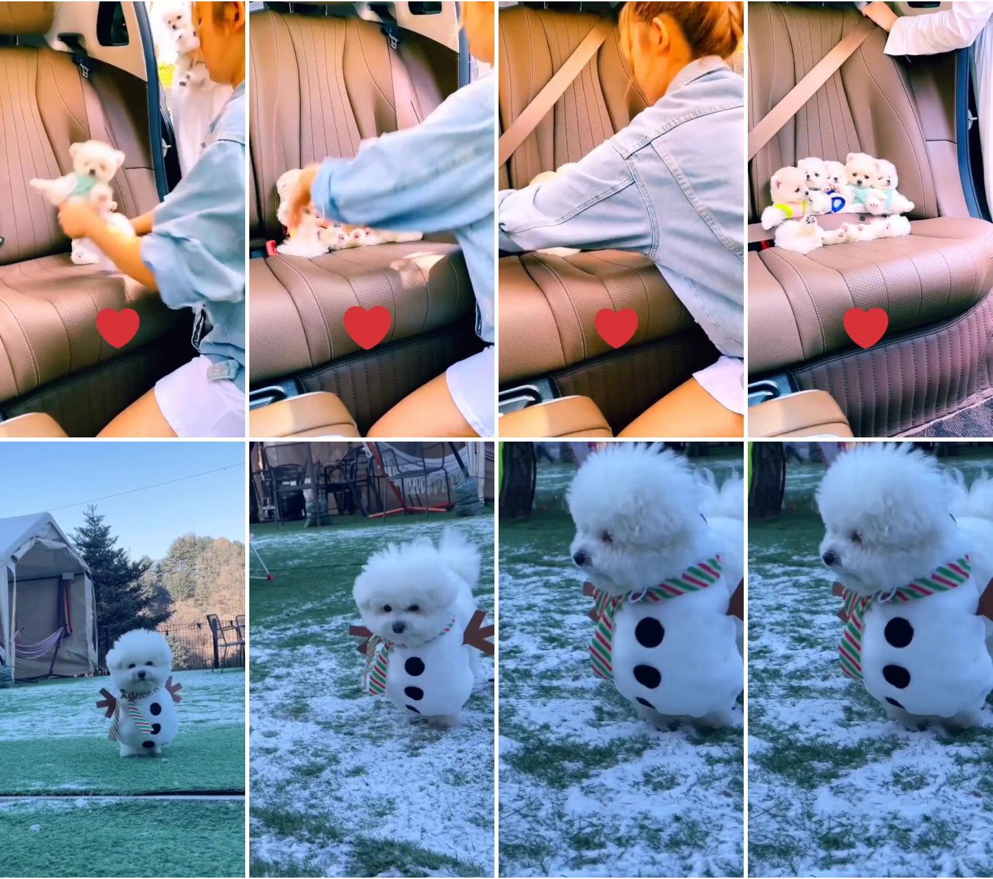 Cutest puppies ; here comes the snowman, dogs