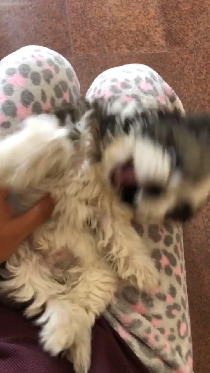 Cutest shihtzu puppy | watermelon time