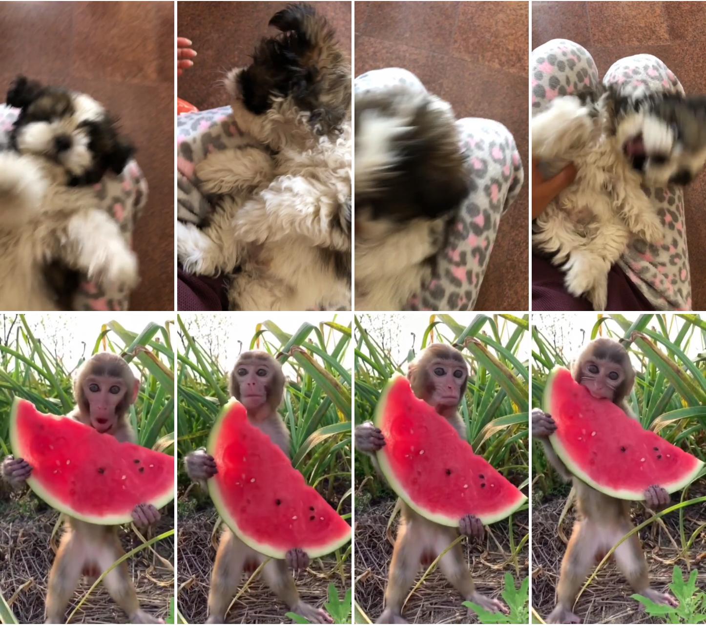 Cutest shihtzu puppy; watermelon time