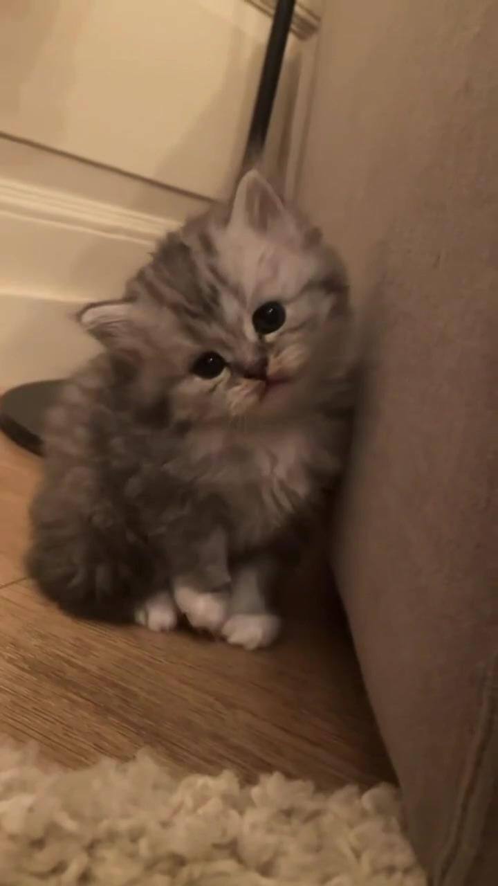 Cutie  | cute little kittens