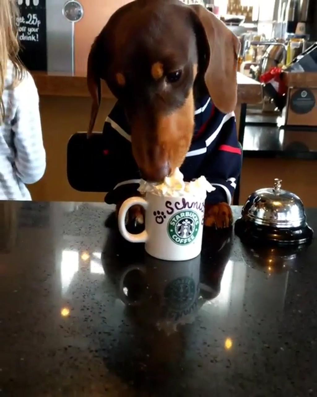 Dachshund and coffee; funny dachshund puppy video