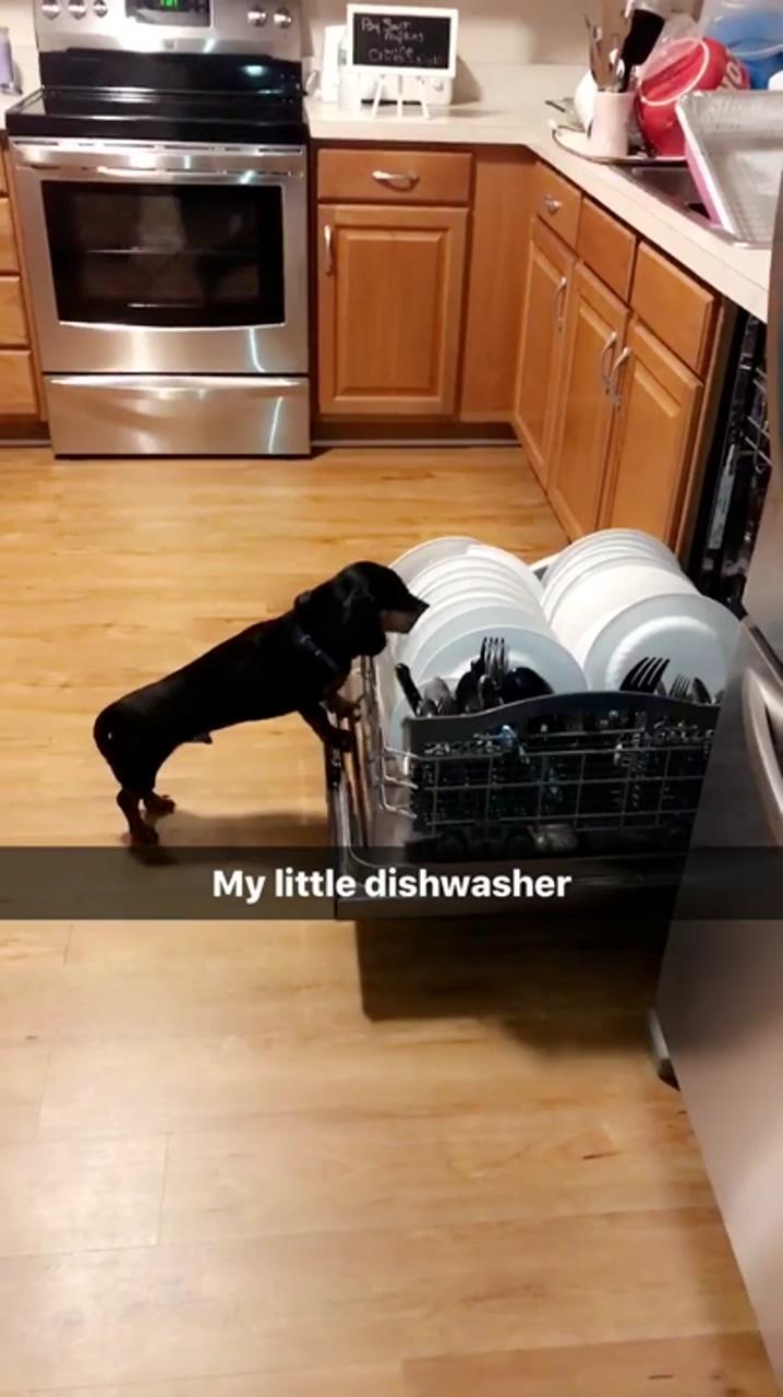 Dachshund dishwasher | chill moood