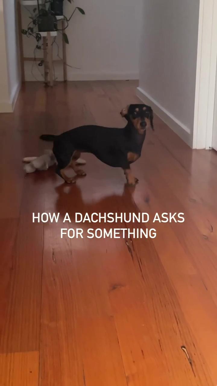 Dachshund dogs | we did not sign up for this