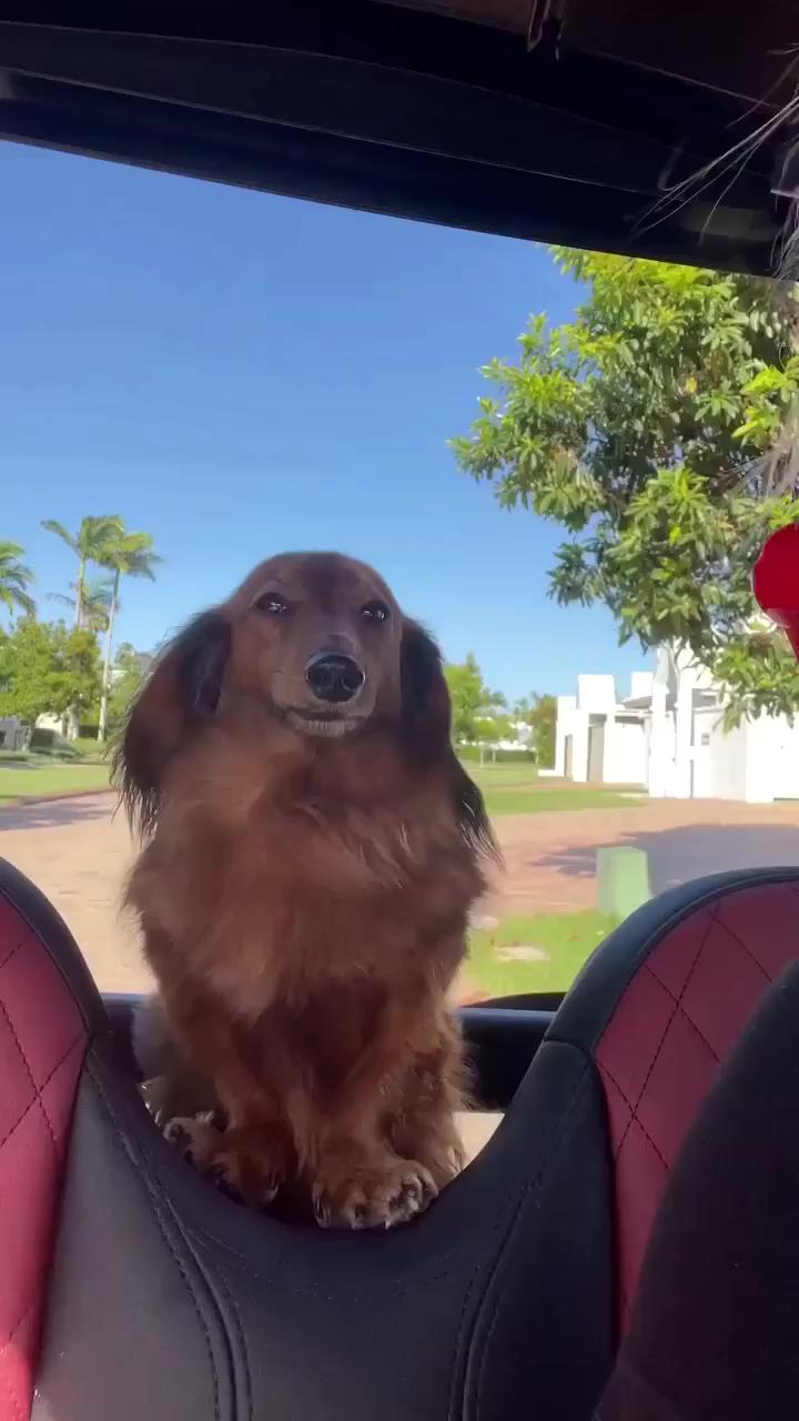 Dachshund funny videos; dapple dachshund
