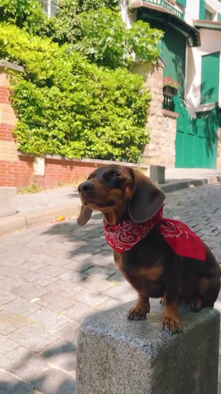 Dachshund funny videos | two dachshunds