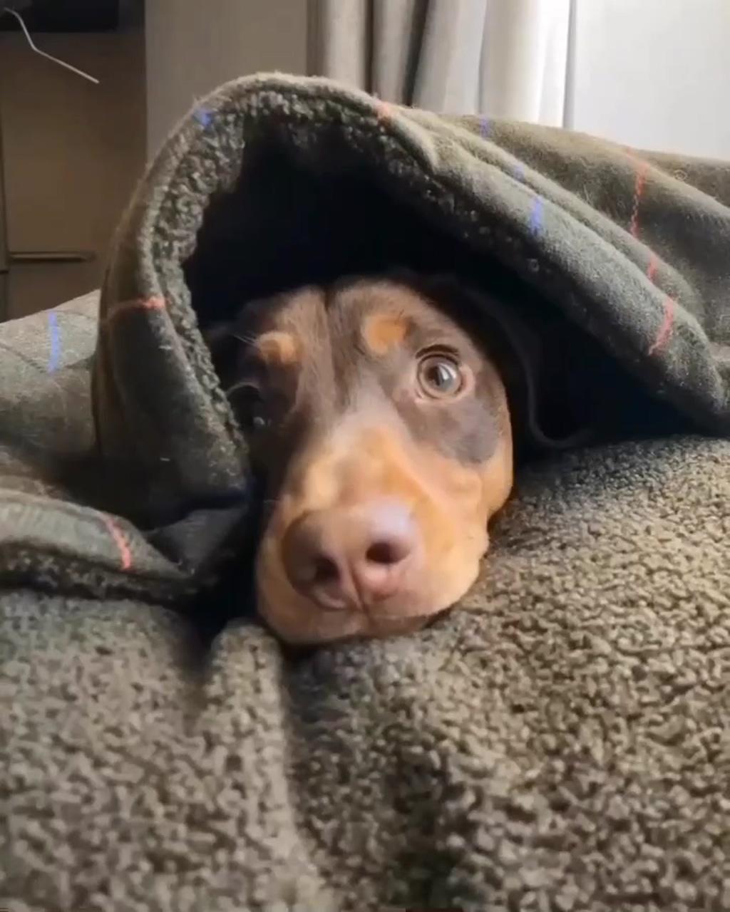 Dachshund mini | cute dachshund in the rain