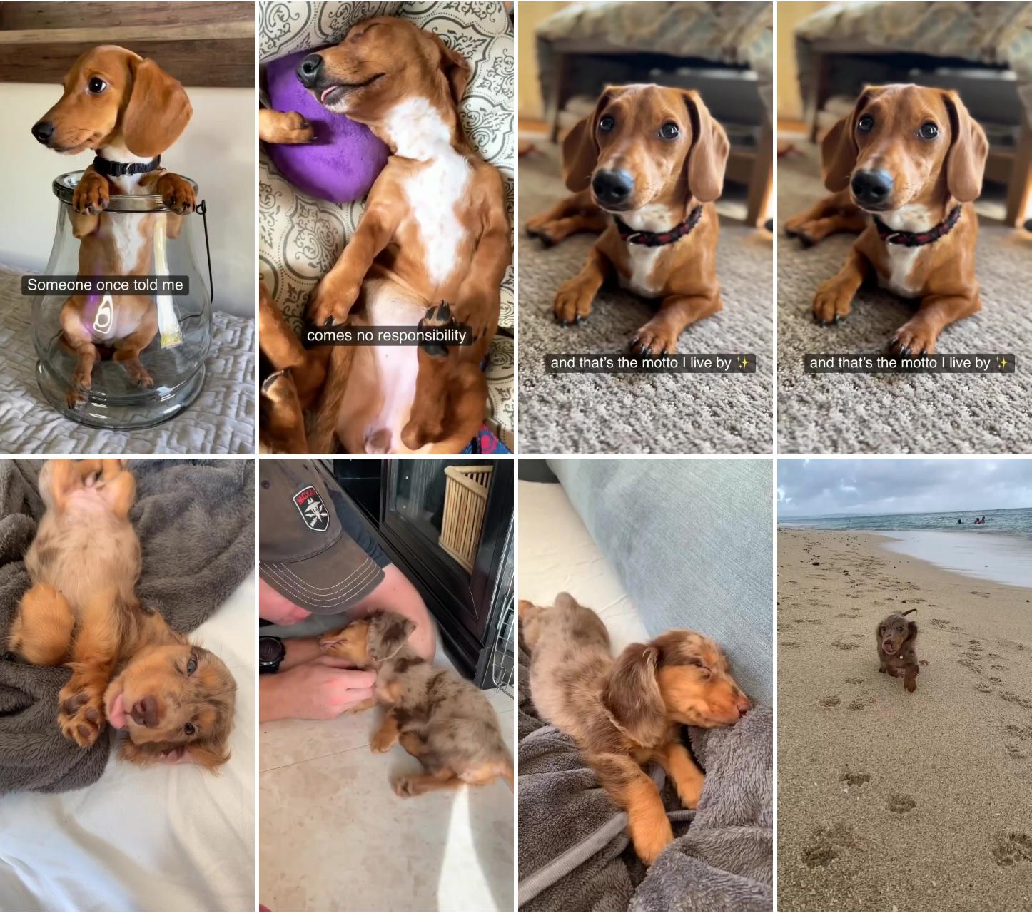 Dachshund, miniature dachshund, dachshund videos, dachshund puppy, dachshund puppies; dachshund puppies