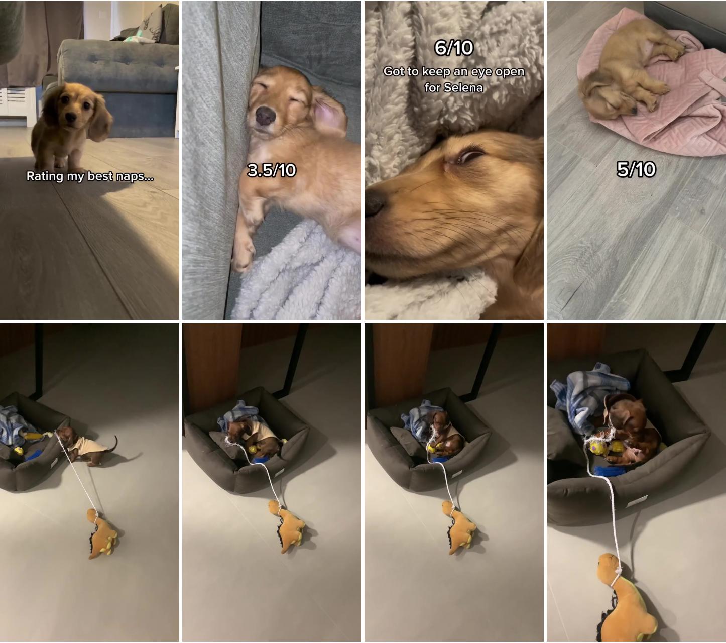 Dachshund videos; baby dachshund
