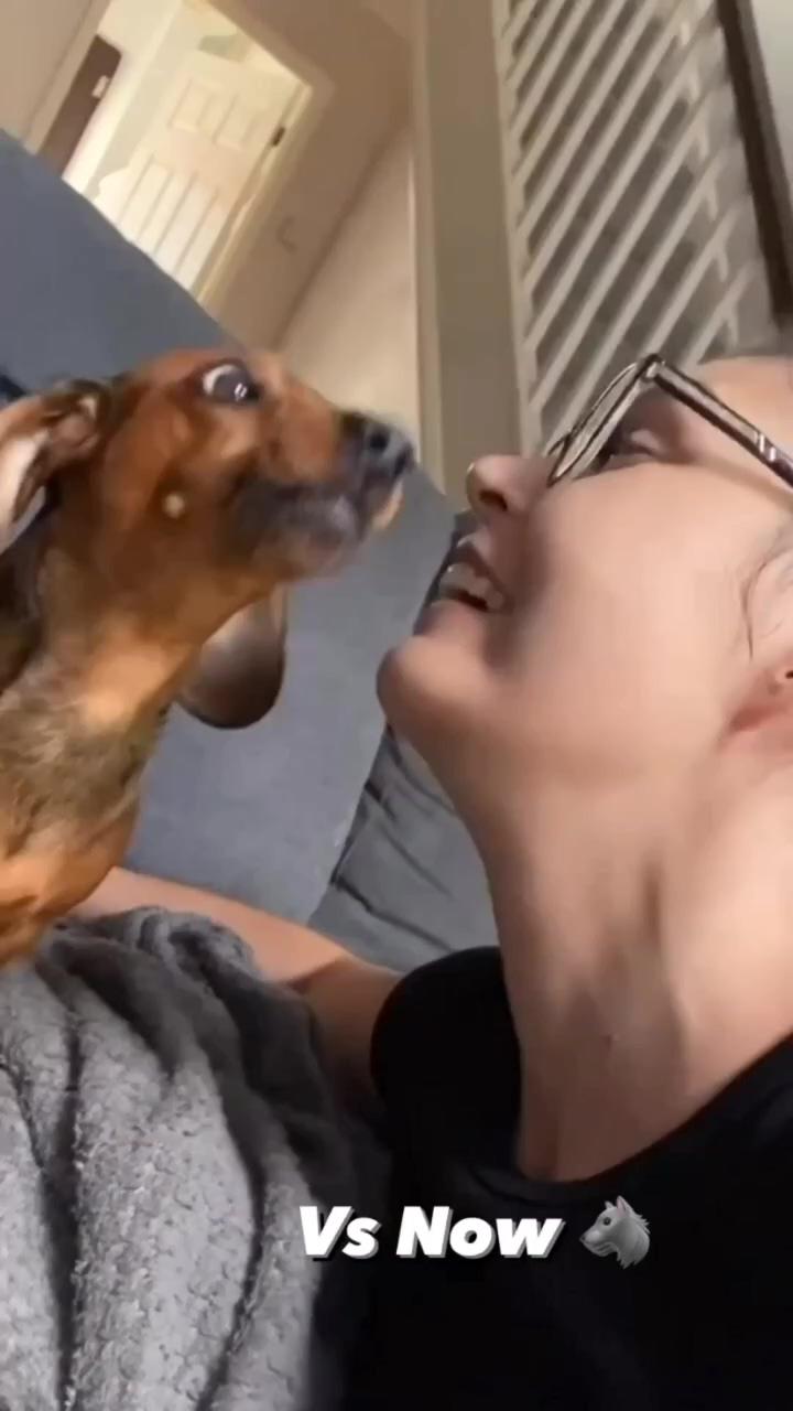 Dachshund videos | cute funny dogs