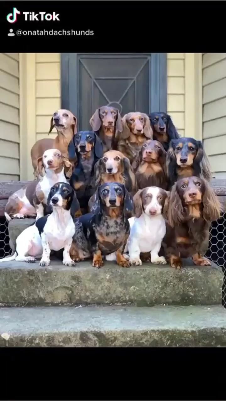 Dachshund videos | dachshund breed