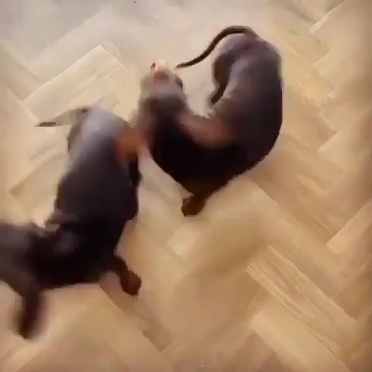 Dachshund videos; dachshund funny