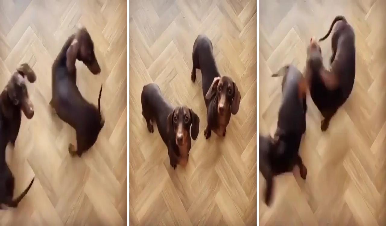 Dachshund videos; dachshund funny