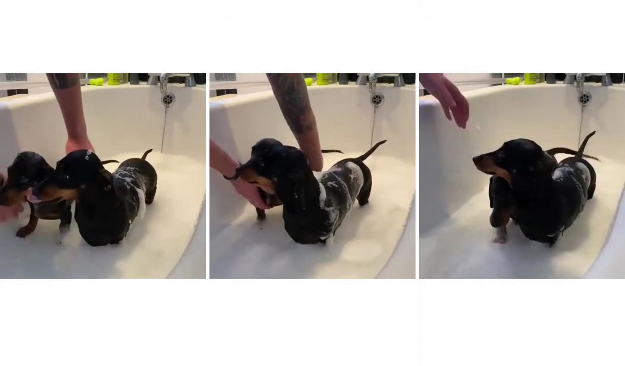 Dachshund videos; dachshund funny video