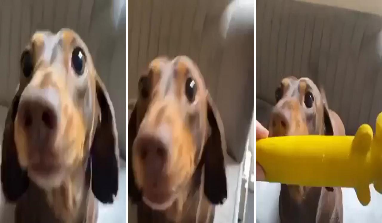 Dachshund videos; dachshund funny video