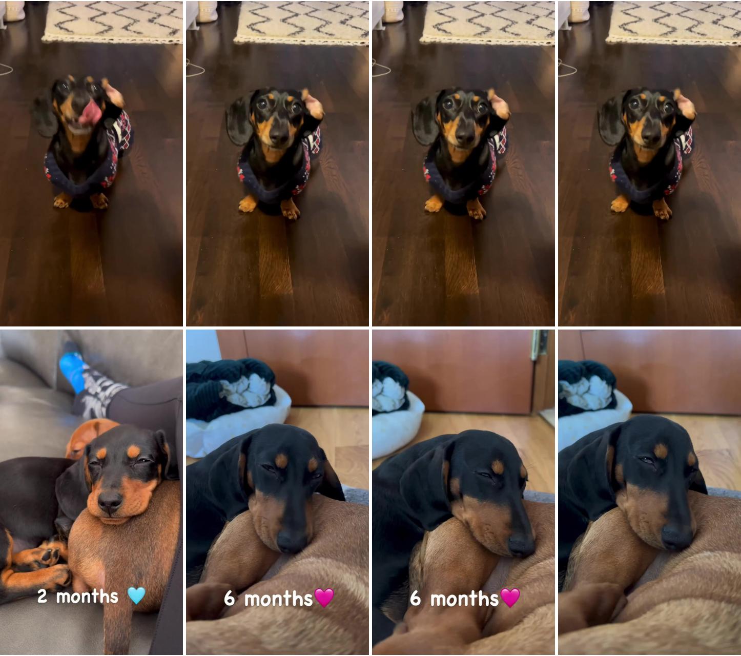 Dachshund videos; dachshund funny videos