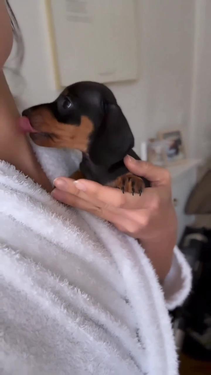 Dachshund videos; dachshund puppy miniature